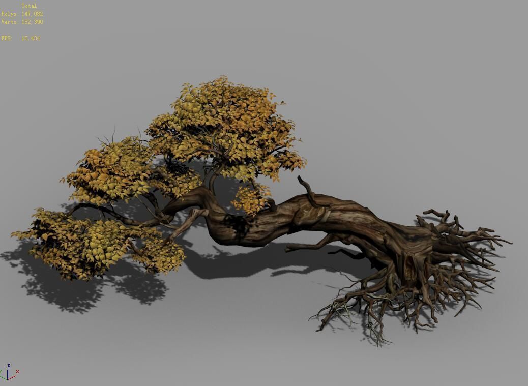 Populus euphratica-poplar-special tree 30 3D model_4