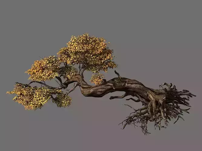 Populus euphratica-poplar-special tree 30 3D model
