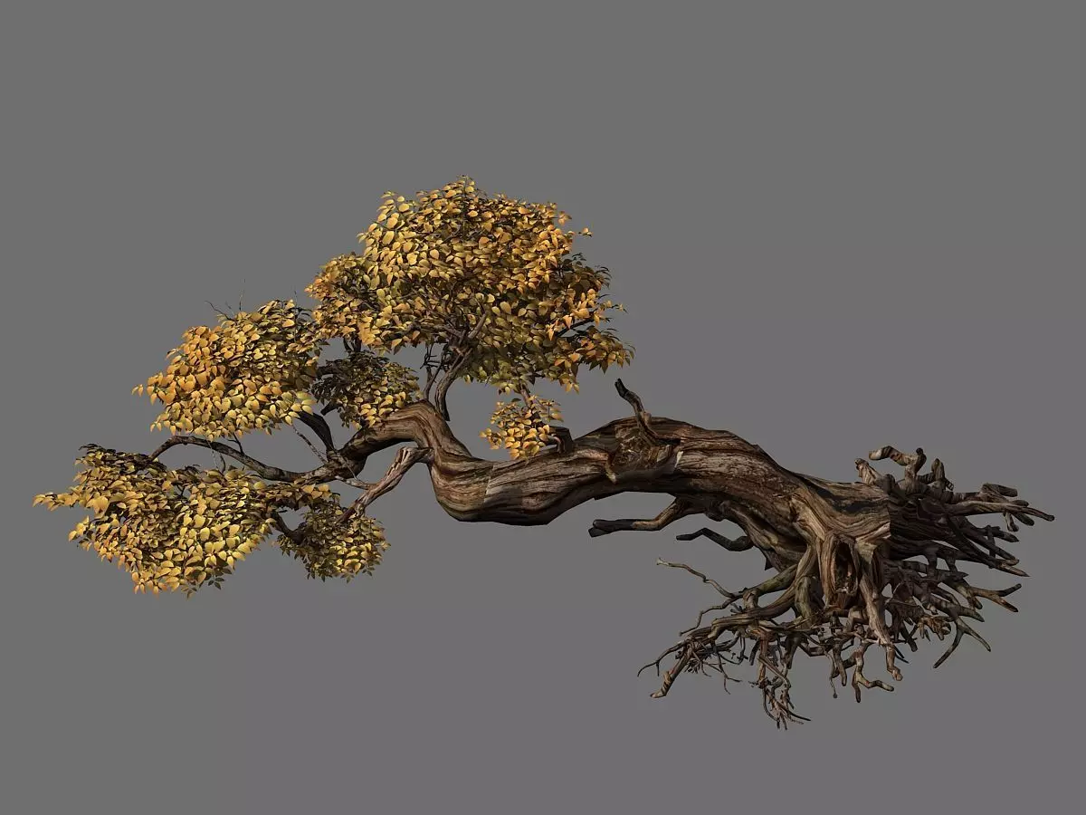 Populus euphratica-poplar-special tree 30 3D model_0