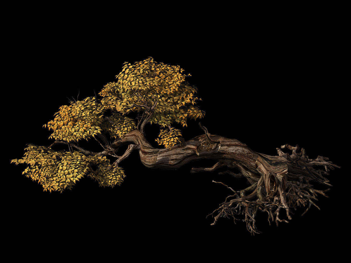 Populus euphratica-poplar-special tree 30 3D model_1