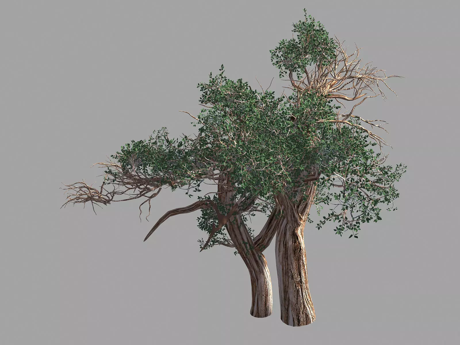 Populus euphratica-poplar-special tree 31 3D model_0