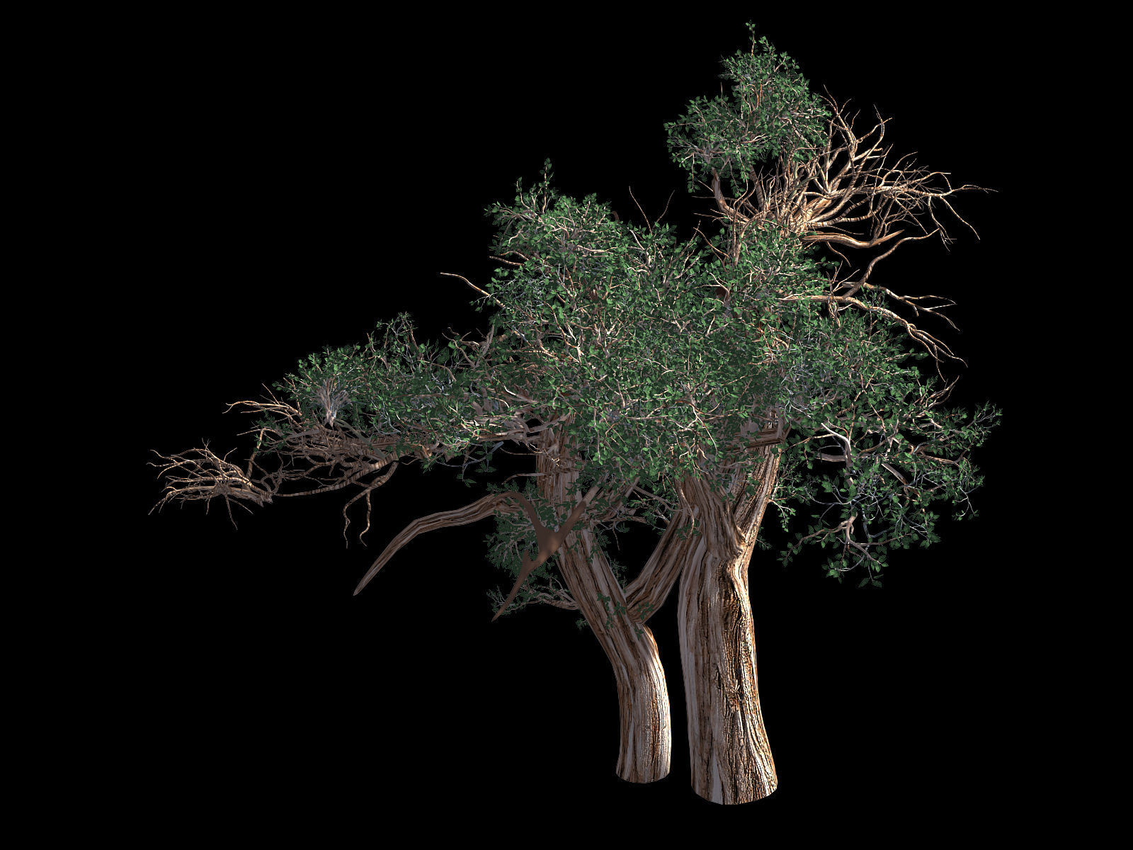Populus euphratica-poplar-special tree 31 3D model_1
