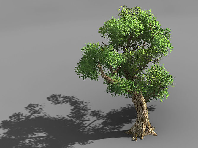 Populus euphratica-poplar-special tree 32 3D model