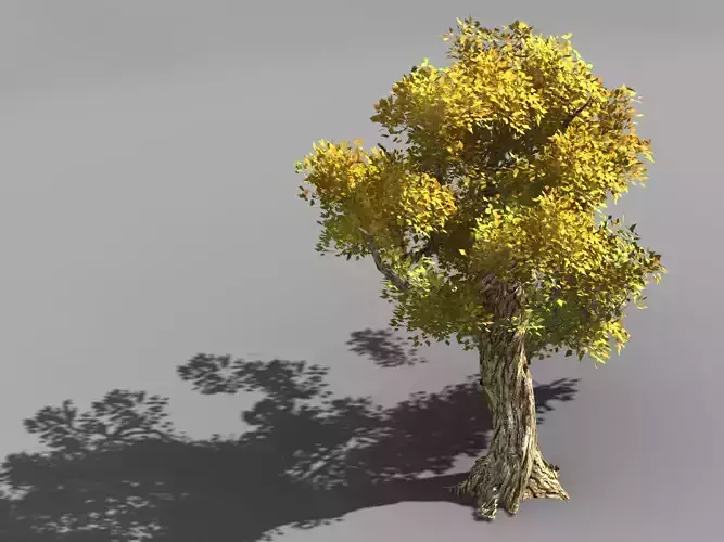 Populus euphratica-poplar-special tree 33