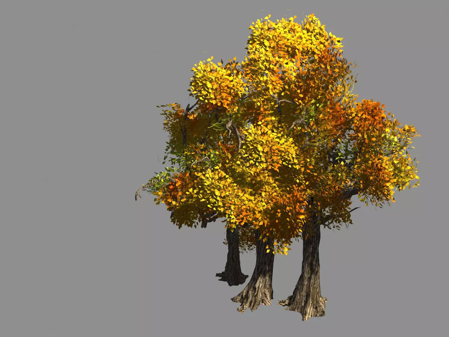 Populus euphratica-poplar-special tree 34 3D model_0