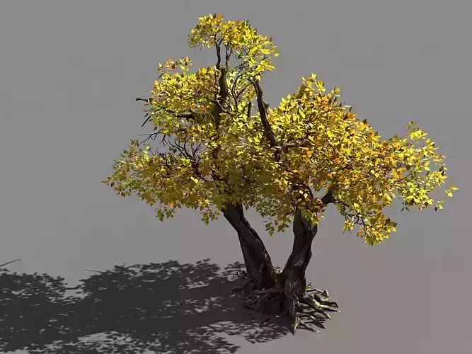 Populus euphratica-poplar-special tree 36 3D model