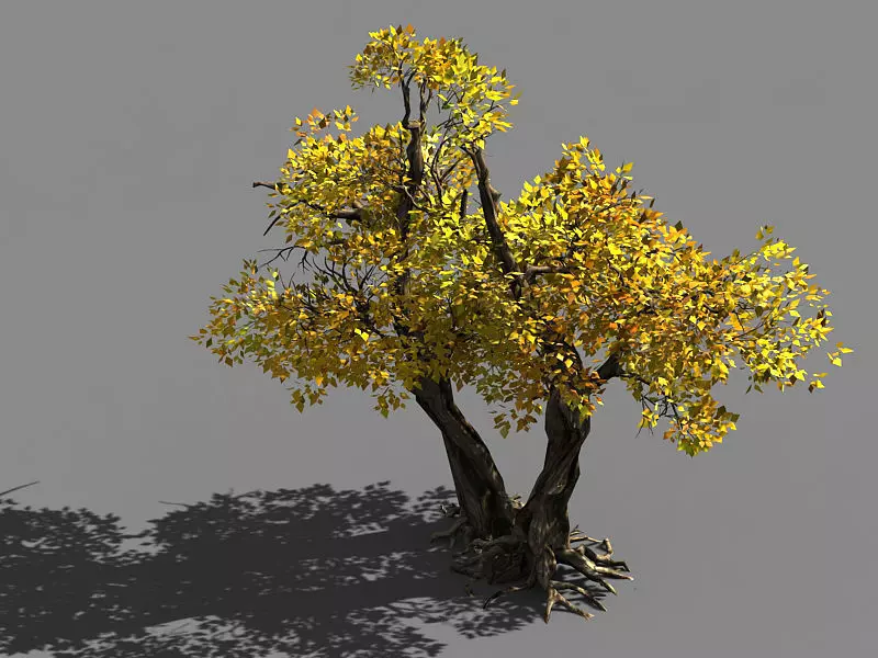 Populus euphratica-poplar-special tree 36 3D model_0
