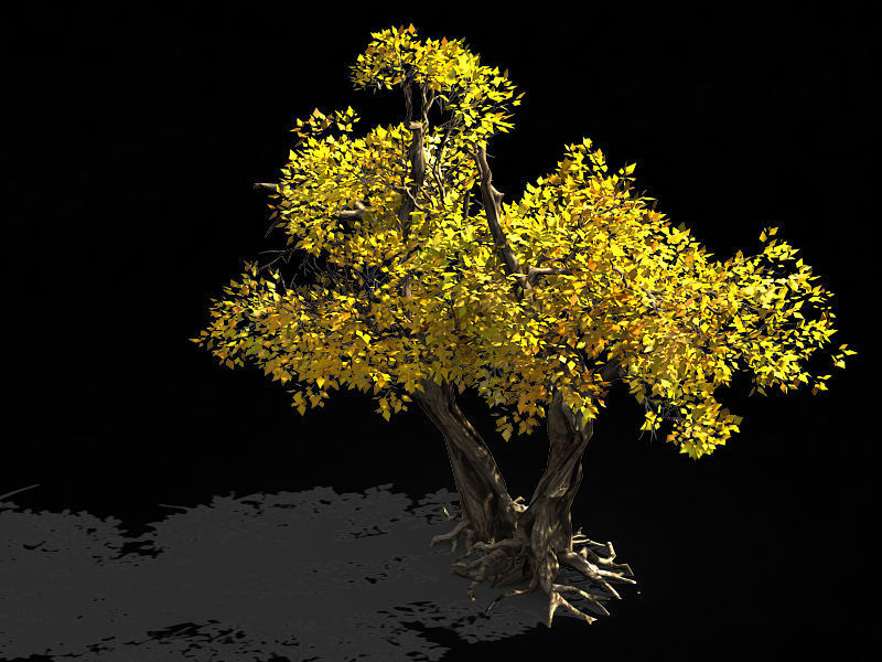 Populus euphratica-poplar-special tree 36 3D model_1
