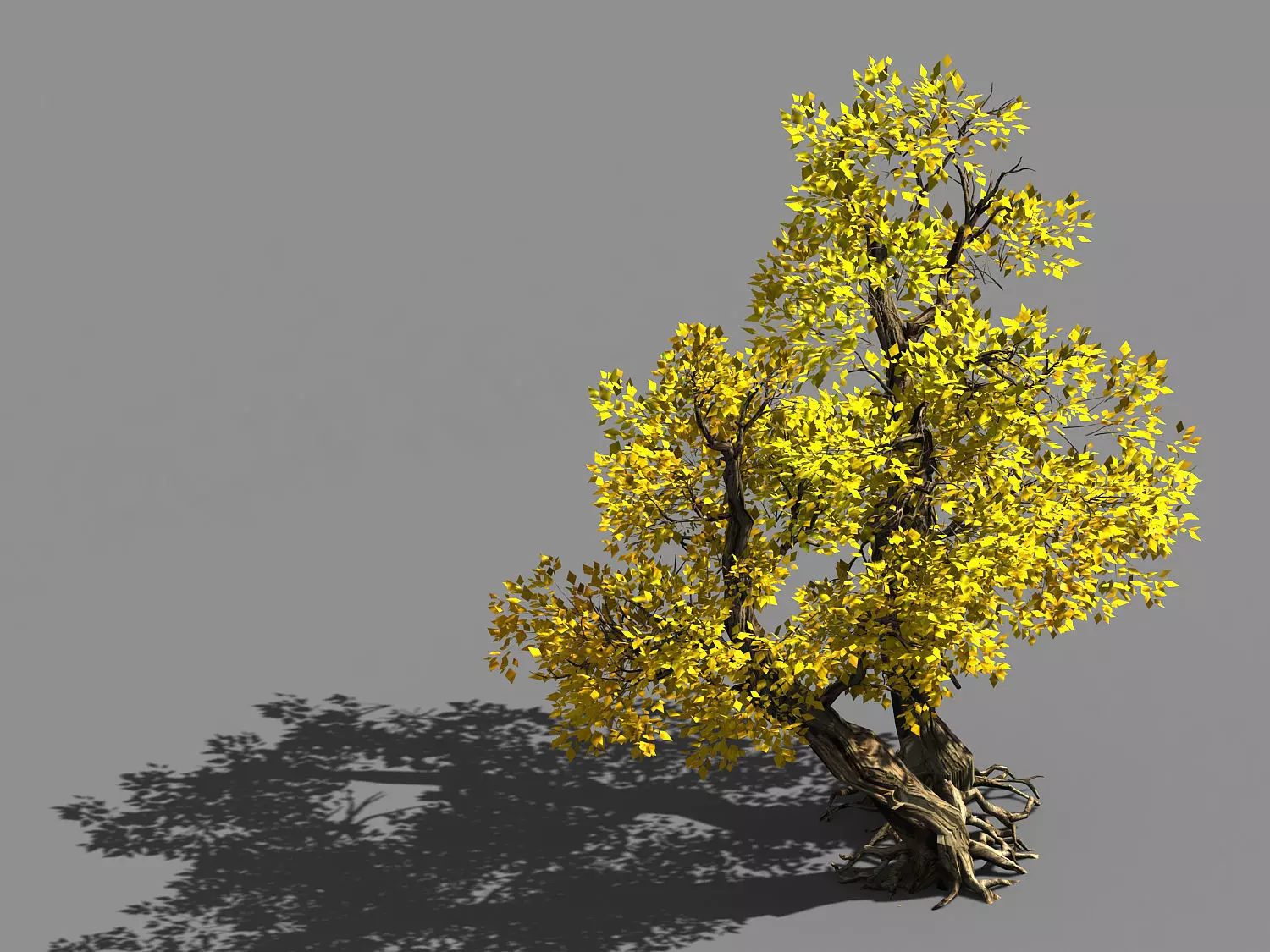 Populus euphratica-poplar-special tree 37 3D model_0
