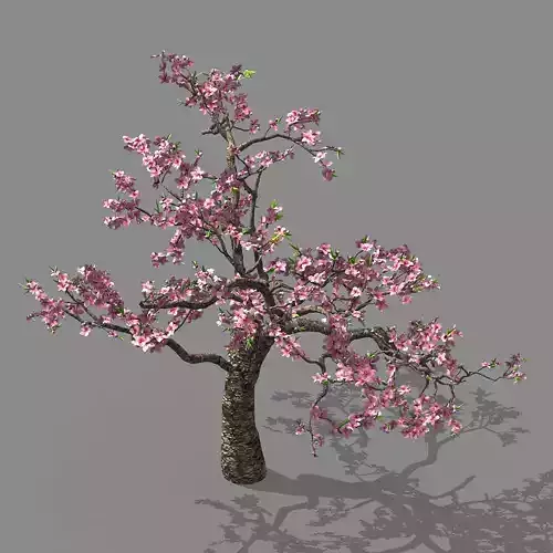Outdoor-Nature-Travel-Peach Blossom 12