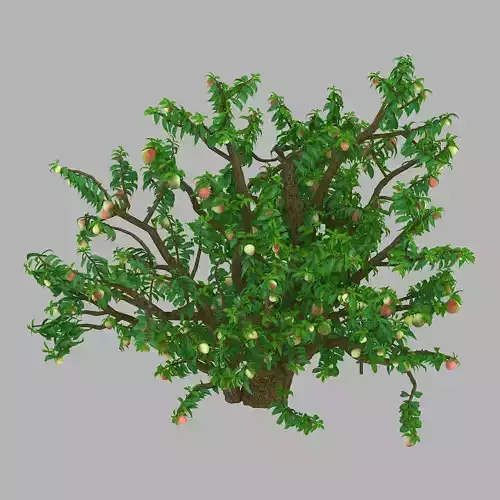 Outdoor-Nature-Travel-Peach Blossom 13