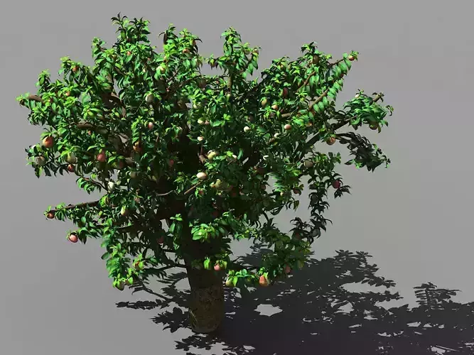 Outdoor-Nature-Travel-Peach Blossom 14