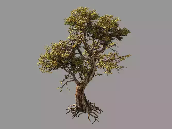 Flower and Fruit Mountain-Tree 05