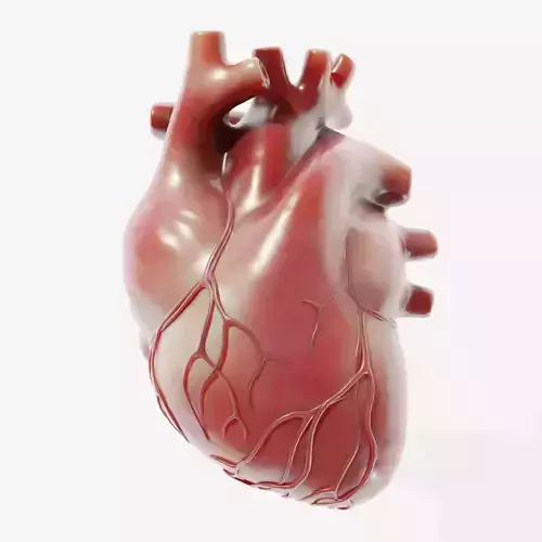 Human Heart Low-poly 3D model