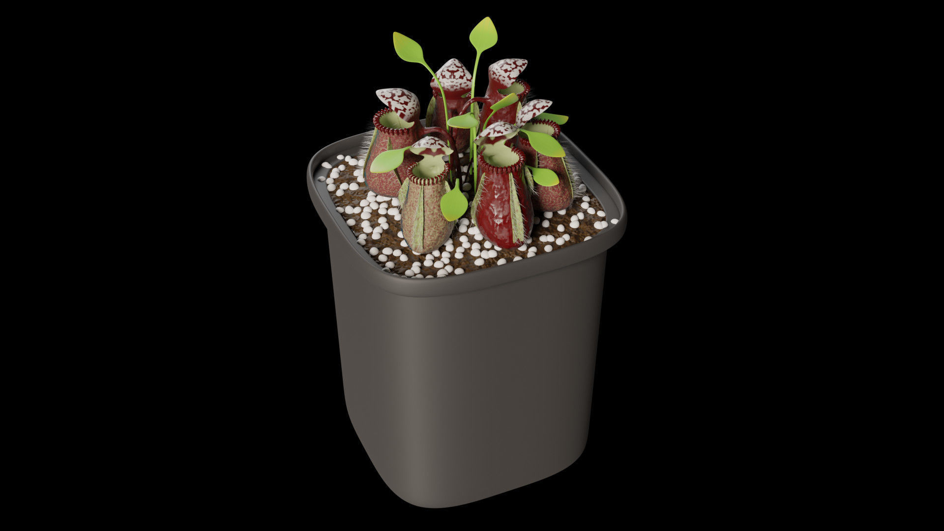 Cephalotus follicularis 3D model_5