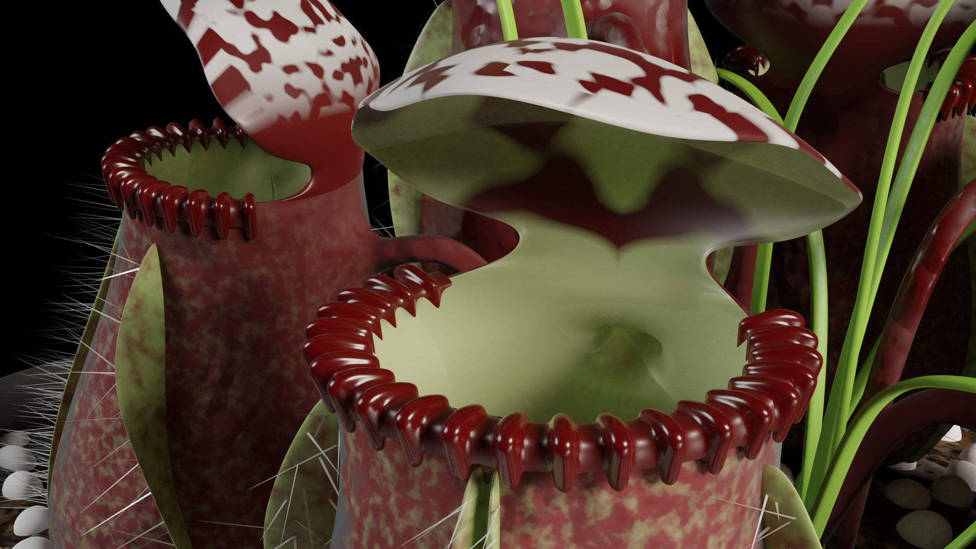 Cephalotus follicularis 3D model_8