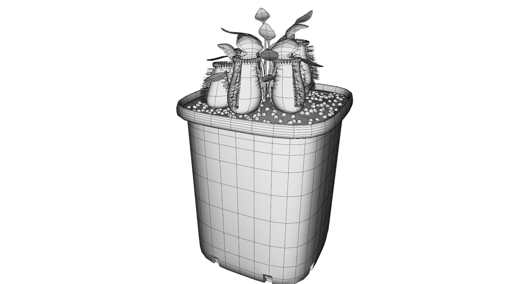 Cephalotus follicularis 3D model_12