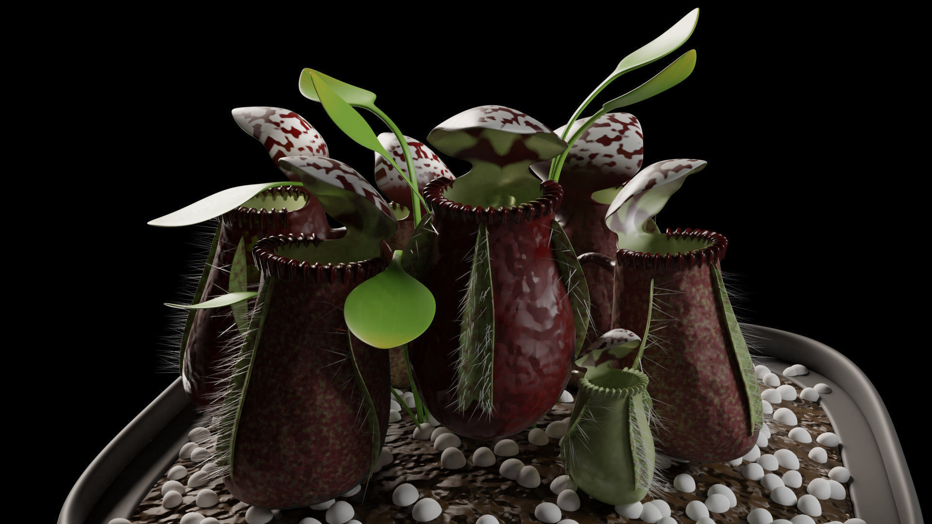 Cephalotus follicularis 3D model_4