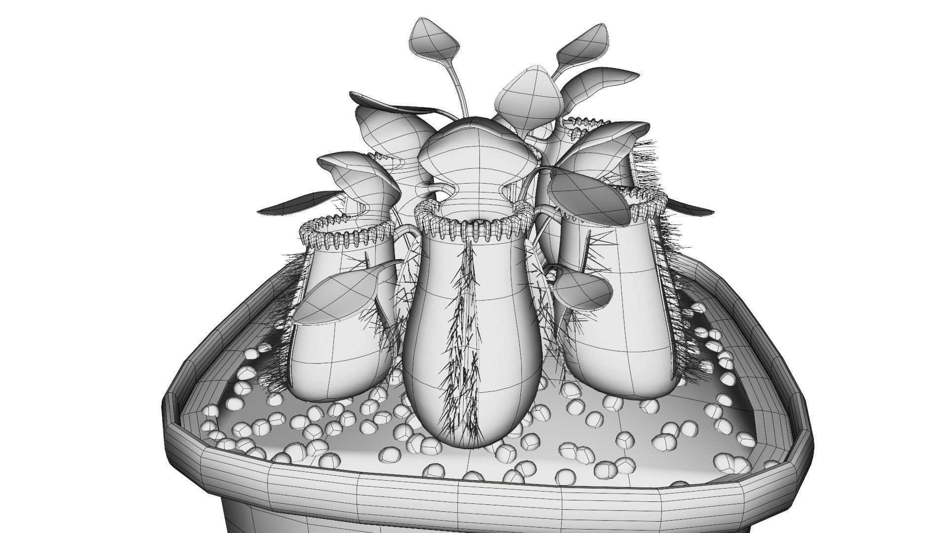 Cephalotus follicularis 3D model_9