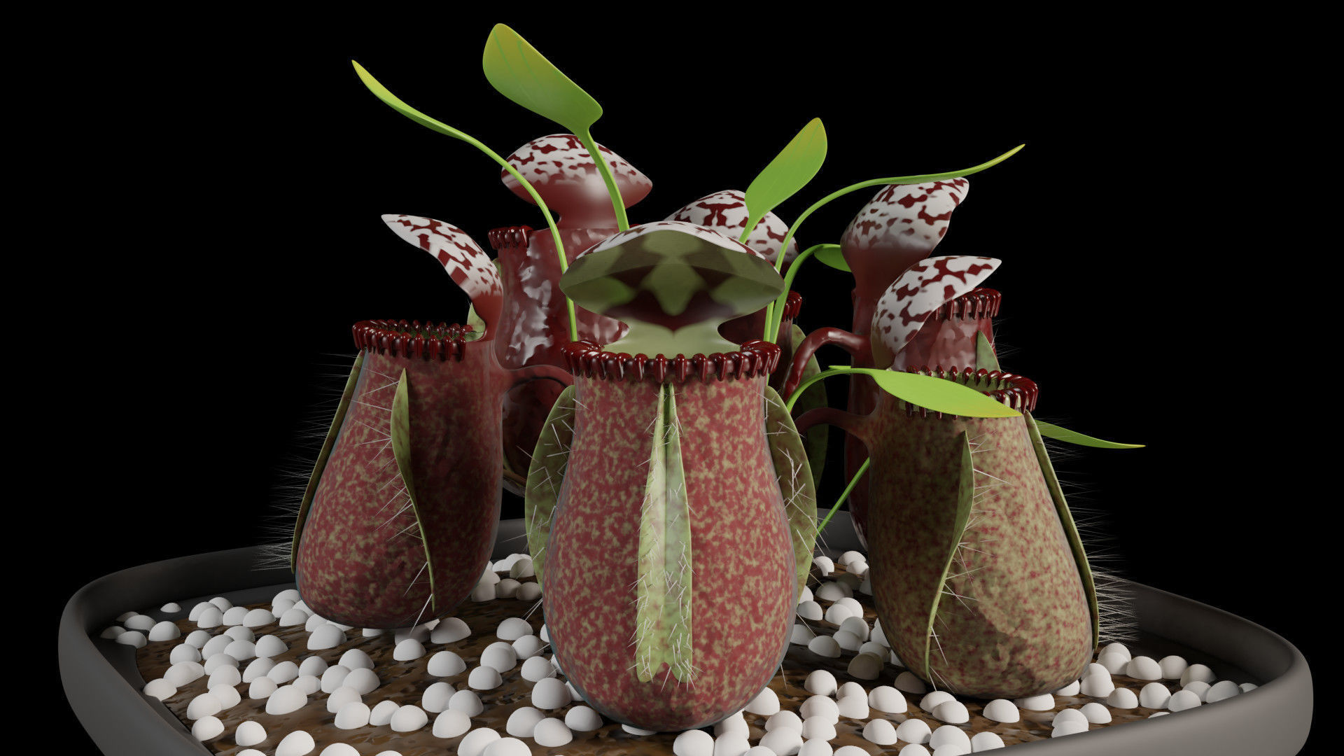 Cephalotus follicularis 3D model_2