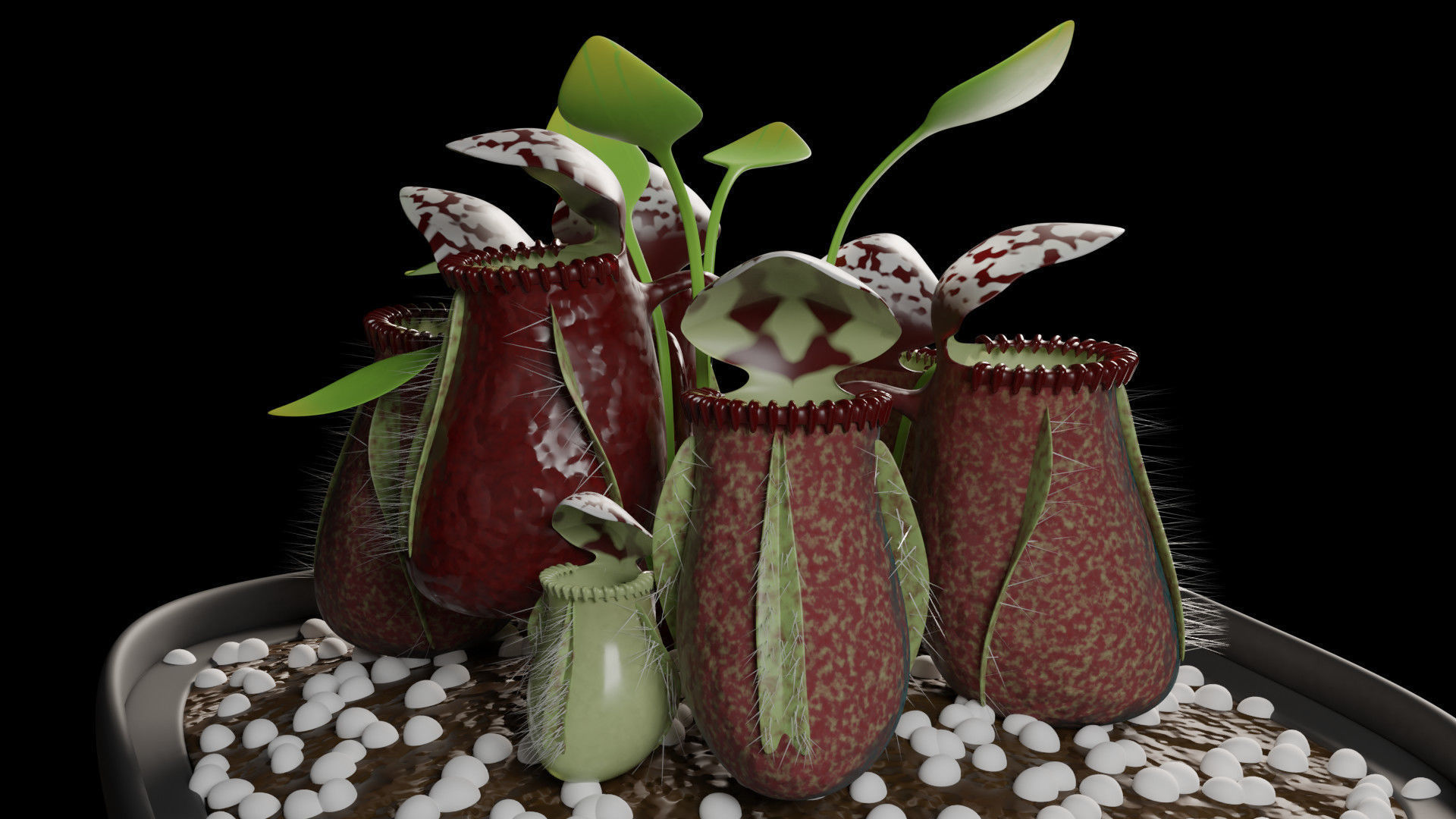 Cephalotus follicularis 3D model_3