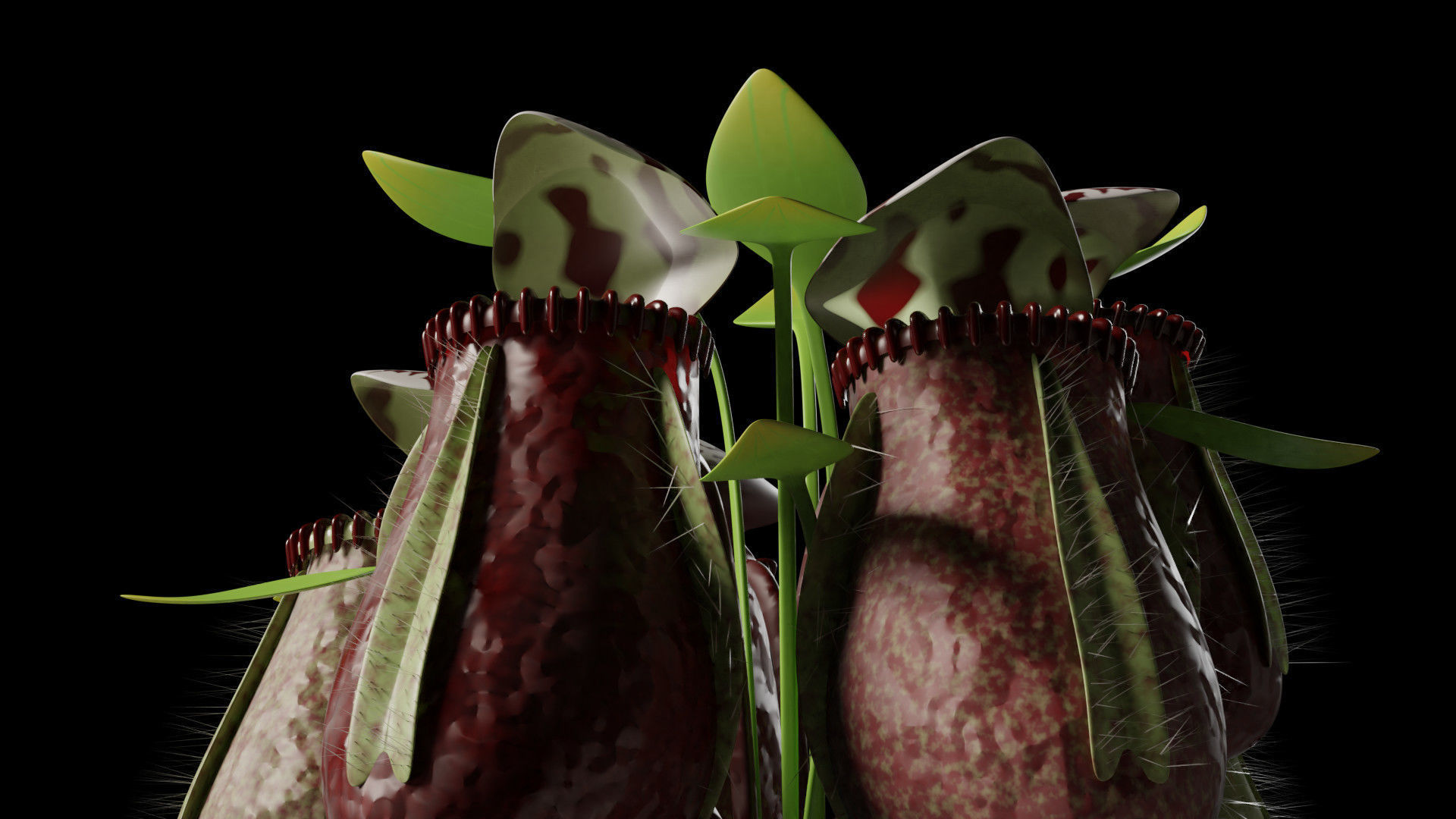 Cephalotus follicularis 3D model_7