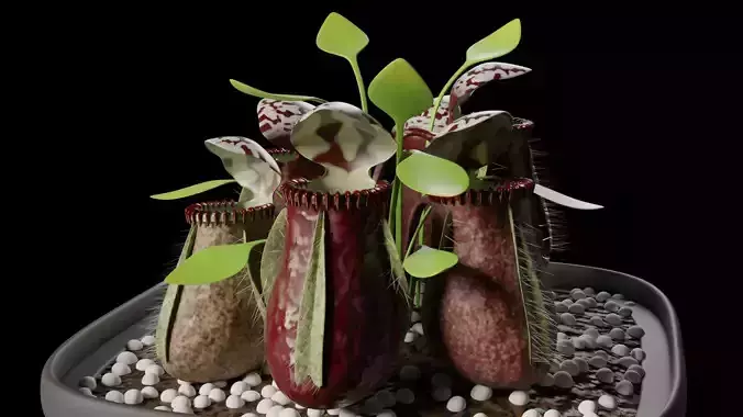 Cephalotus follicularis 3D model