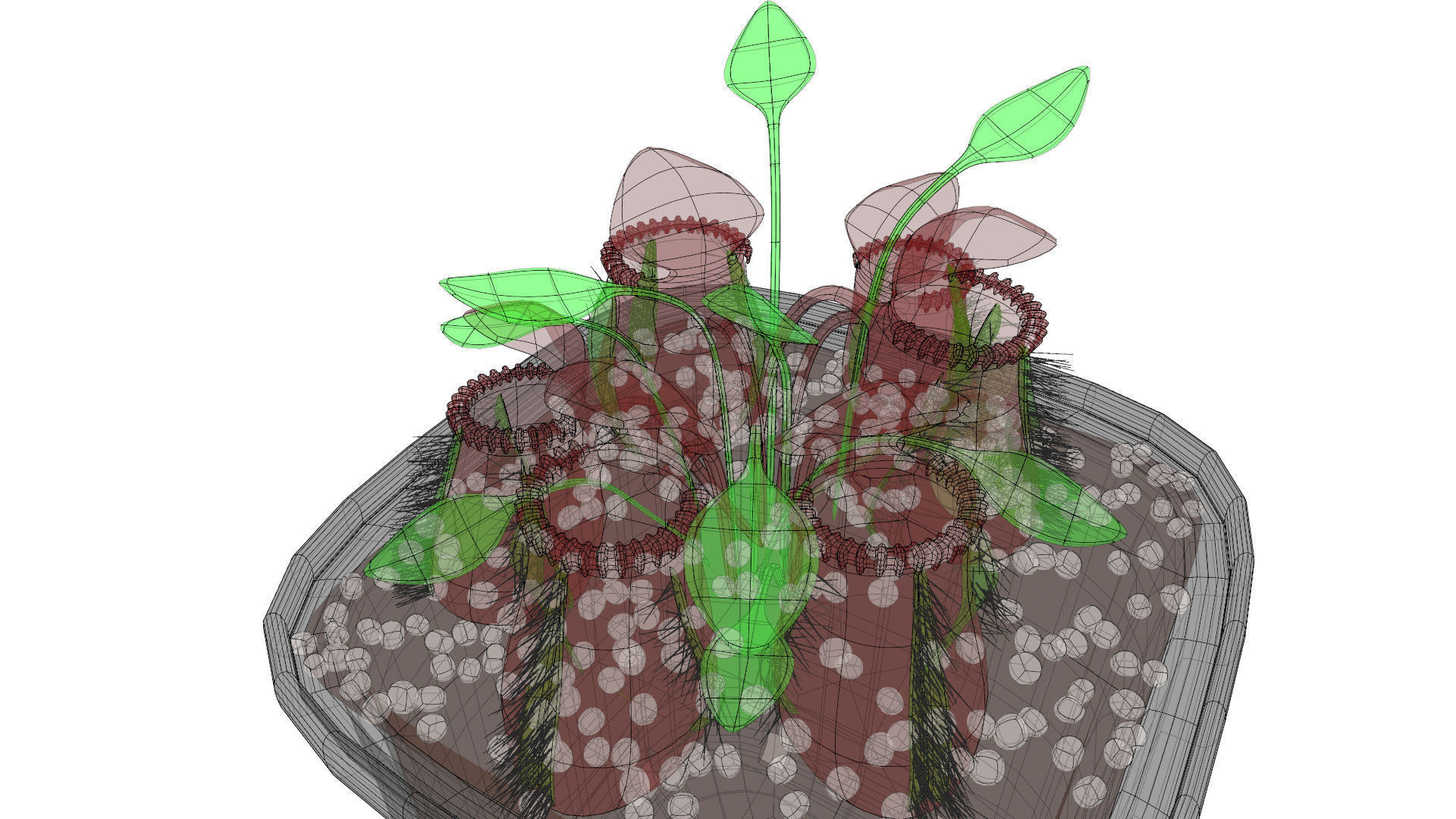 Cephalotus follicularis 3D model_13