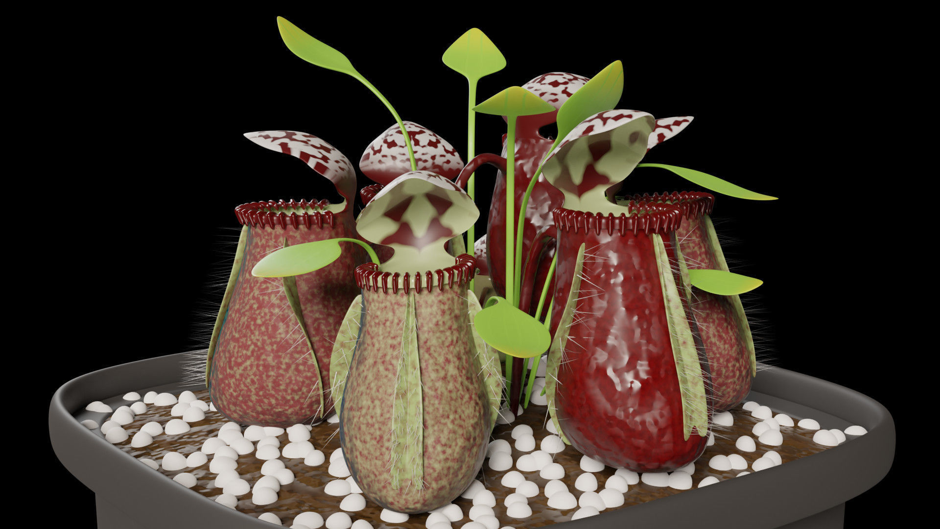 Cephalotus follicularis 3D model_1
