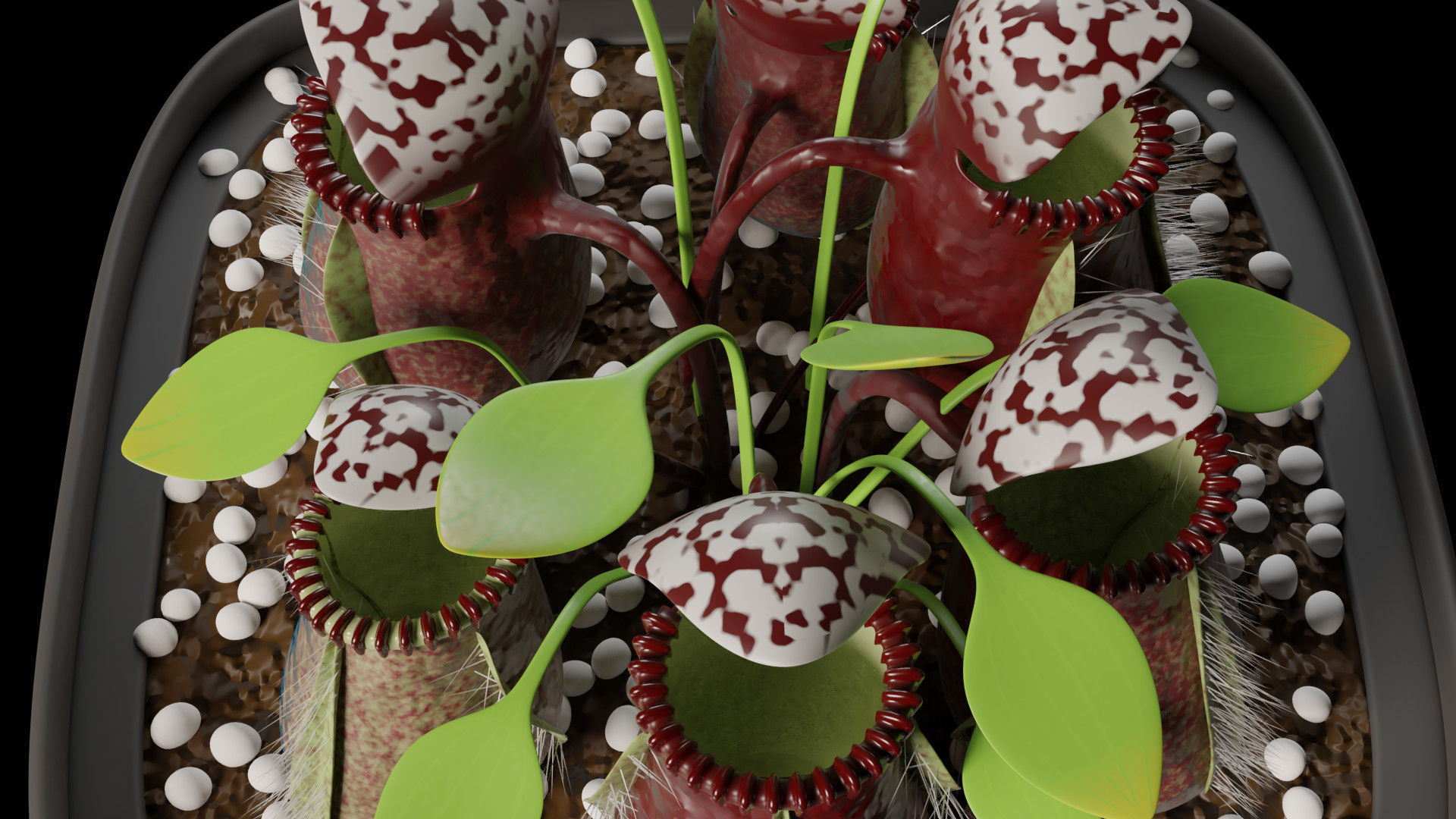 Cephalotus follicularis 3D model_6