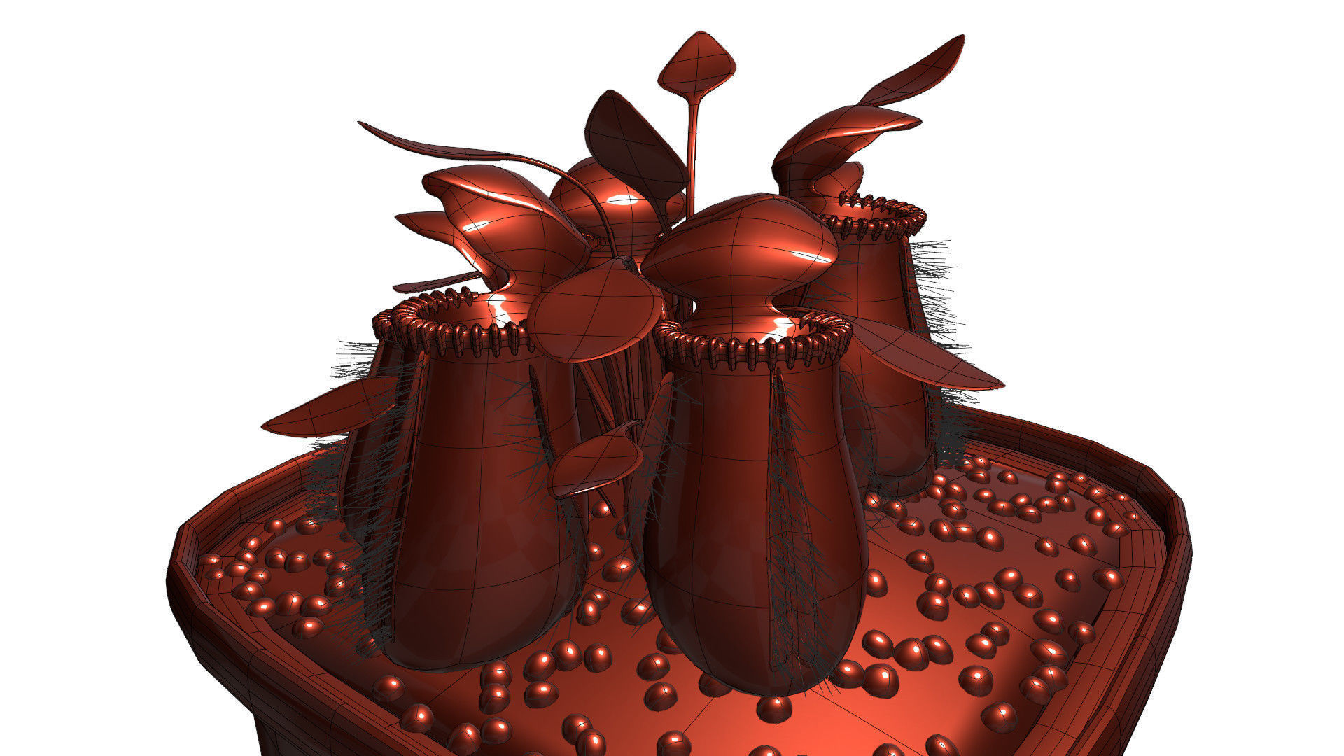 Cephalotus follicularis 3D model_14