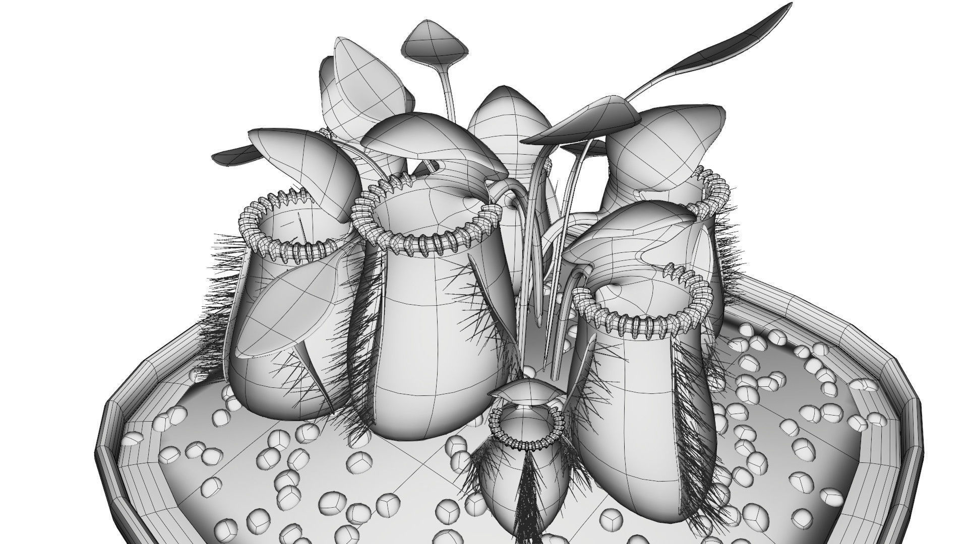 Cephalotus follicularis 3D model_10