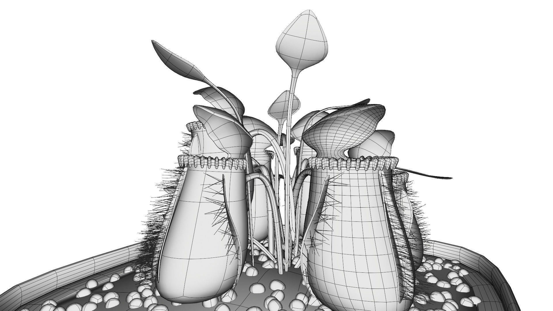 Cephalotus follicularis 3D model_11