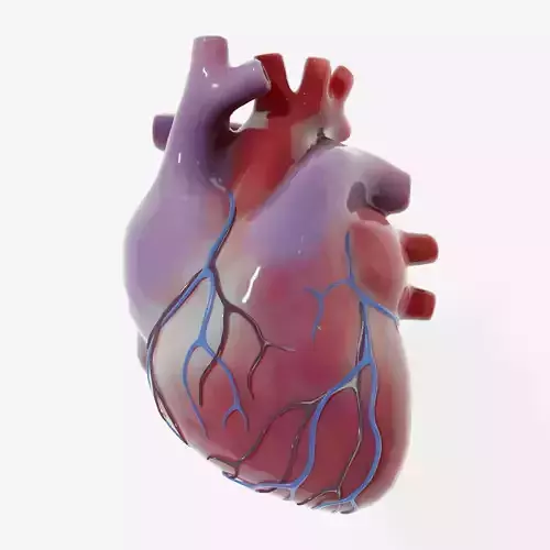 Human Heart Low-poly 3D model