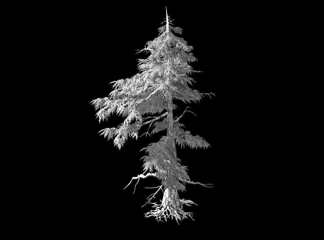 Landscape-Season-Pine Tree 03 3D model_2
