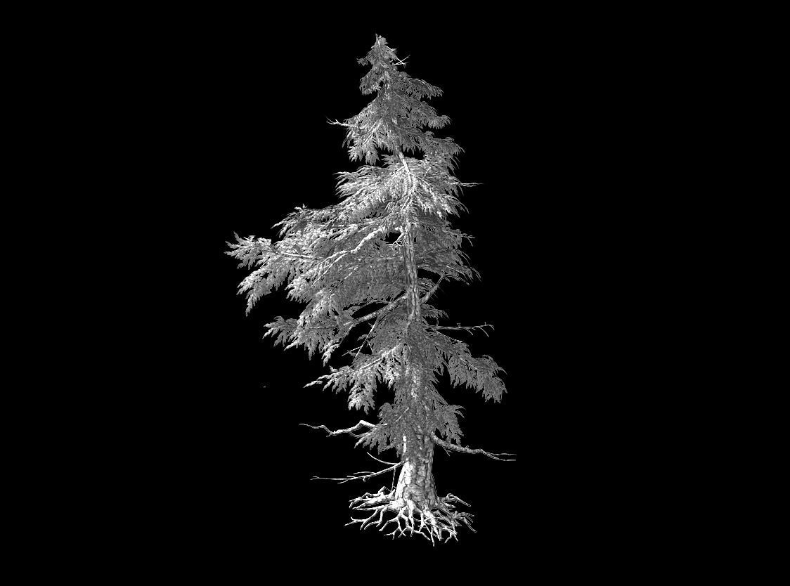 Landscape-Season-Pine Tree 04 3D model_2