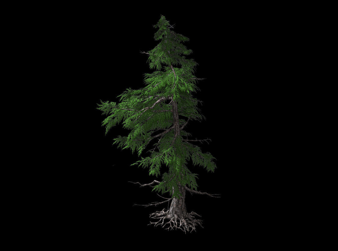 Landscape-Season-Pine Tree 04 3D model_1