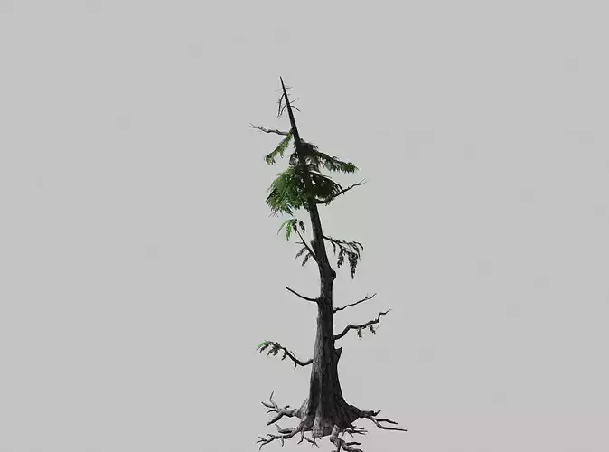 Landscape-season-pine 06