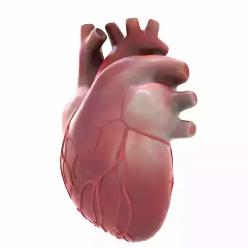 Human Heart Low-poly 3D model