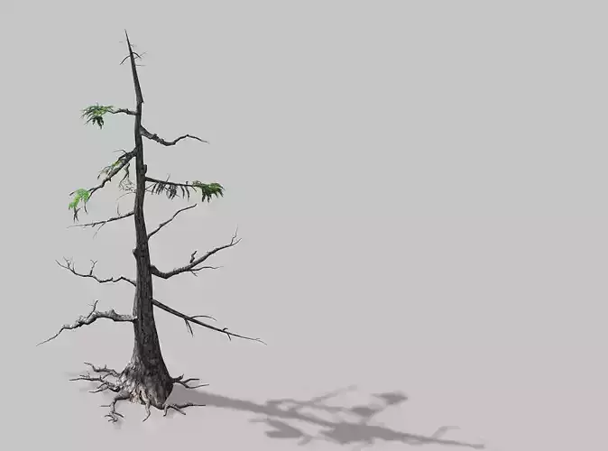 Landscape-Season-Pine Tree 08