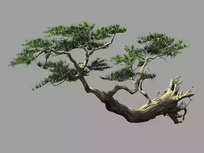 Landscape-Season-Pine Tree 09