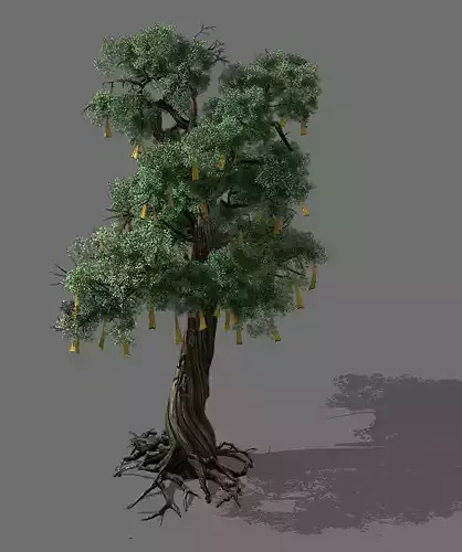 Temple of Confucius-Cypress-Wishing Tree 14