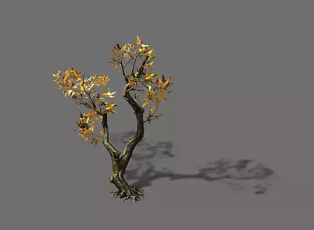 Temple of Confucius-Maple 37