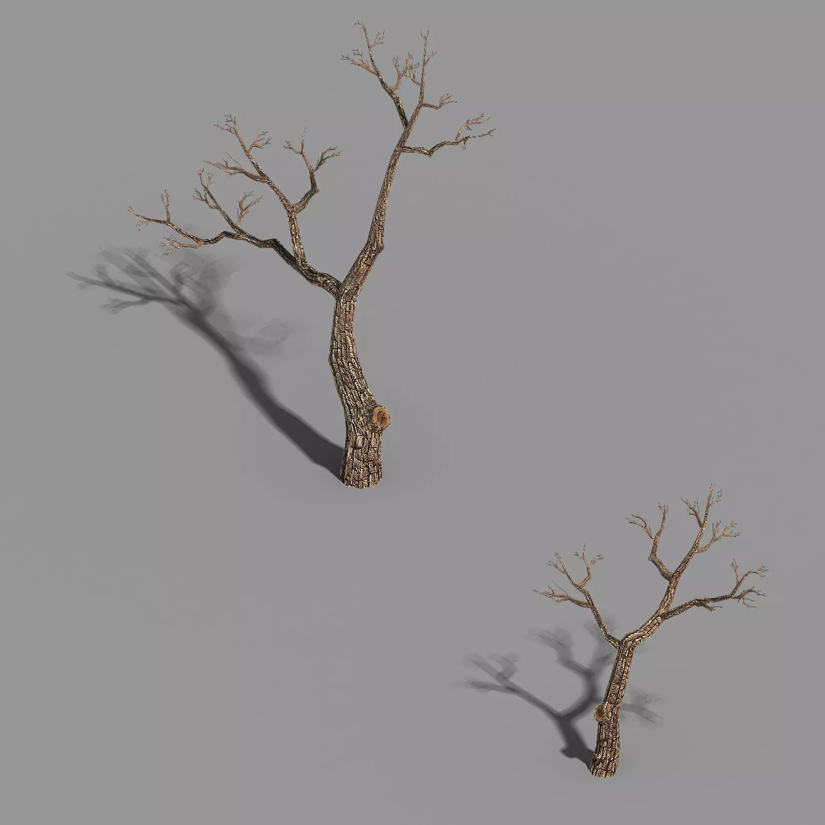 Temple of Confucius-Dead Tree 15 3D model_0