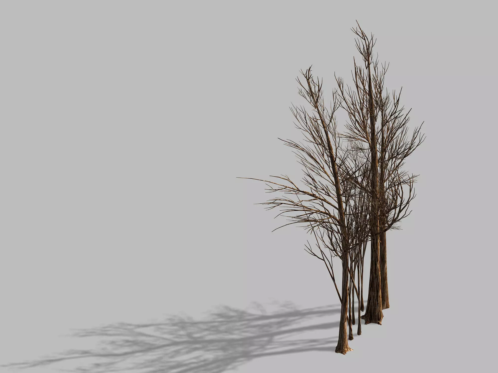 Temple of Confucius-Dead Tree 16 3D model_0