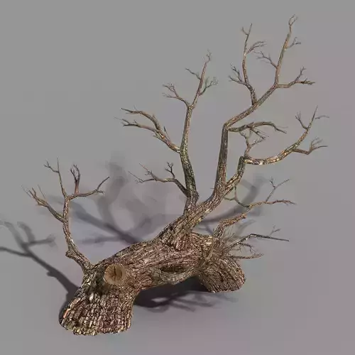 Temple of Confucius-Dead Tree 17