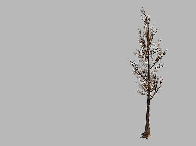 Temple of Confucius-Dead Tree 18 3D model