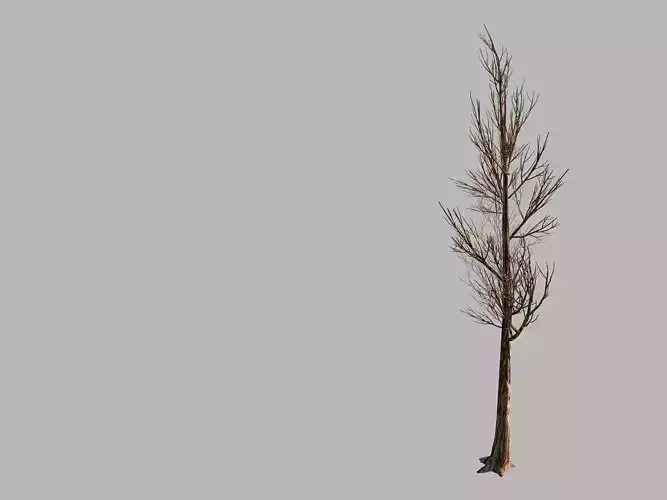 Temple of Confucius-Dead Tree 18