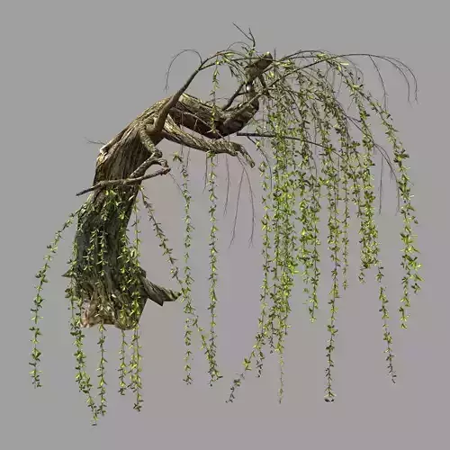 Willow-Plant 14