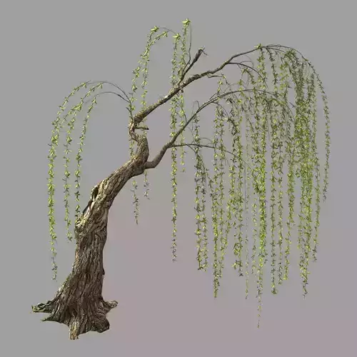 Willow-Plant 15